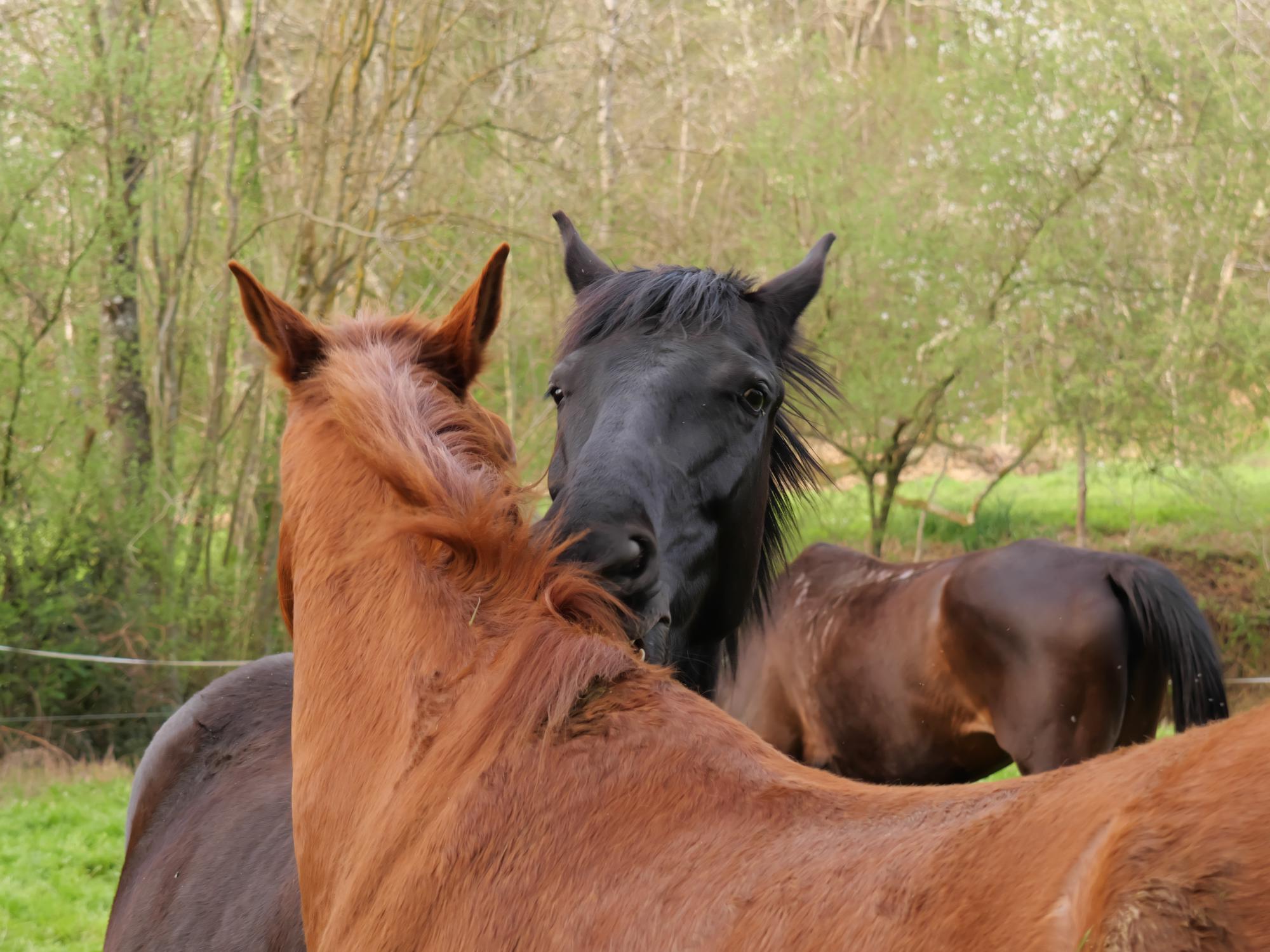 Cla'Hars - centre équestre Tournay