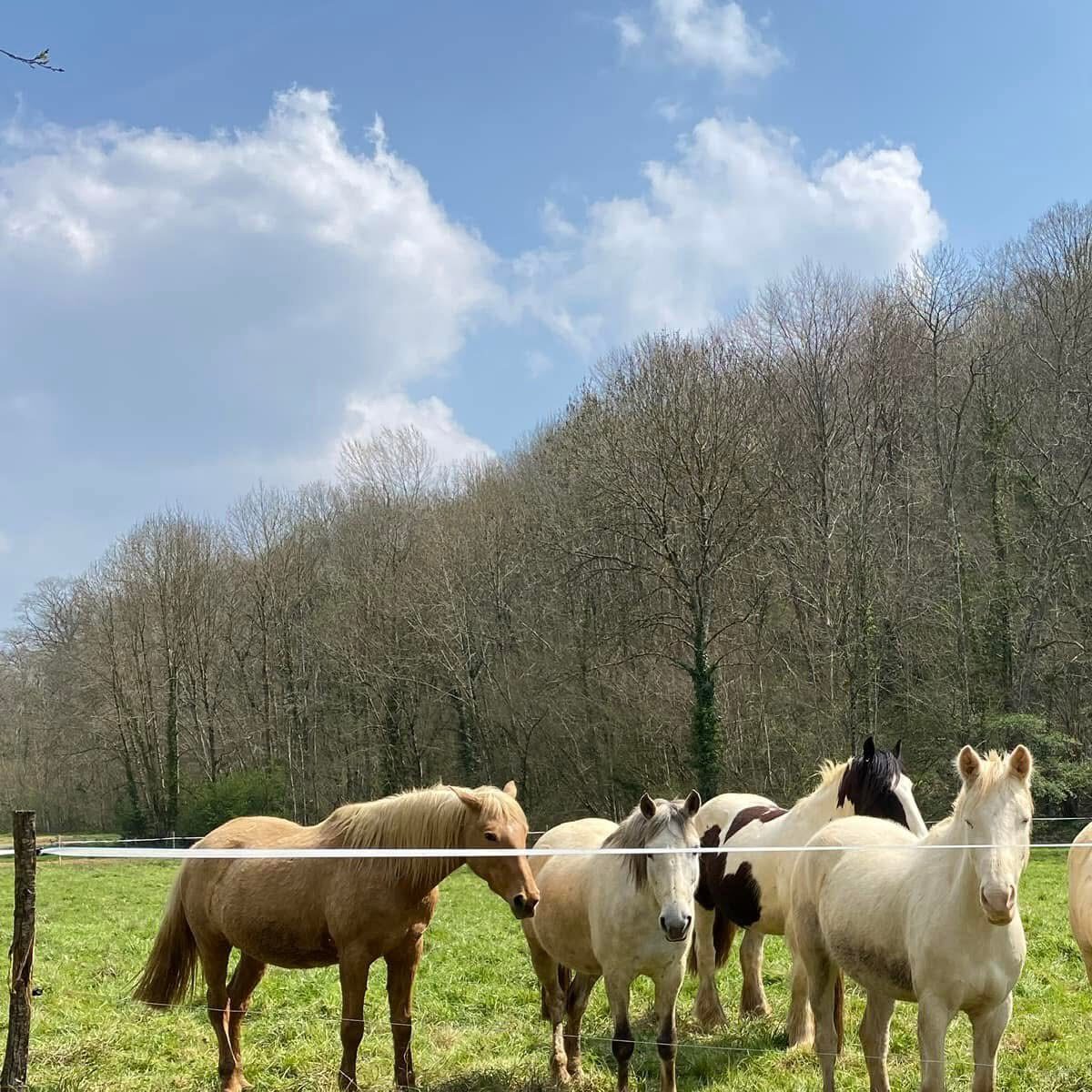 Cla Haras - Centre équestre Tournay