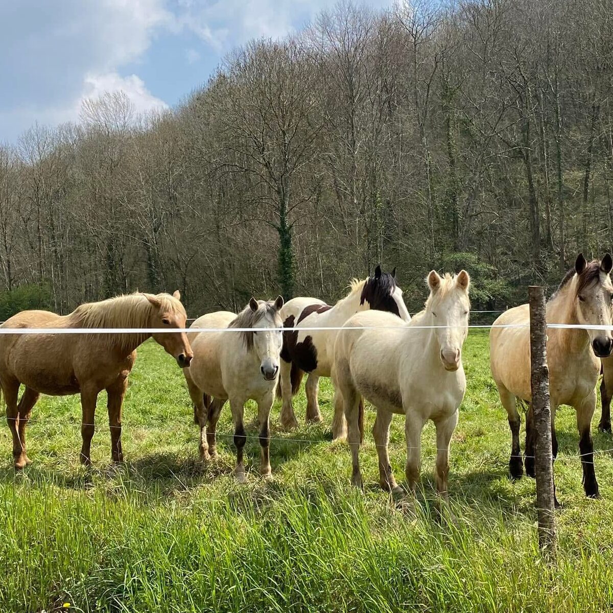 Cla Haras - Centre équestre Tournay