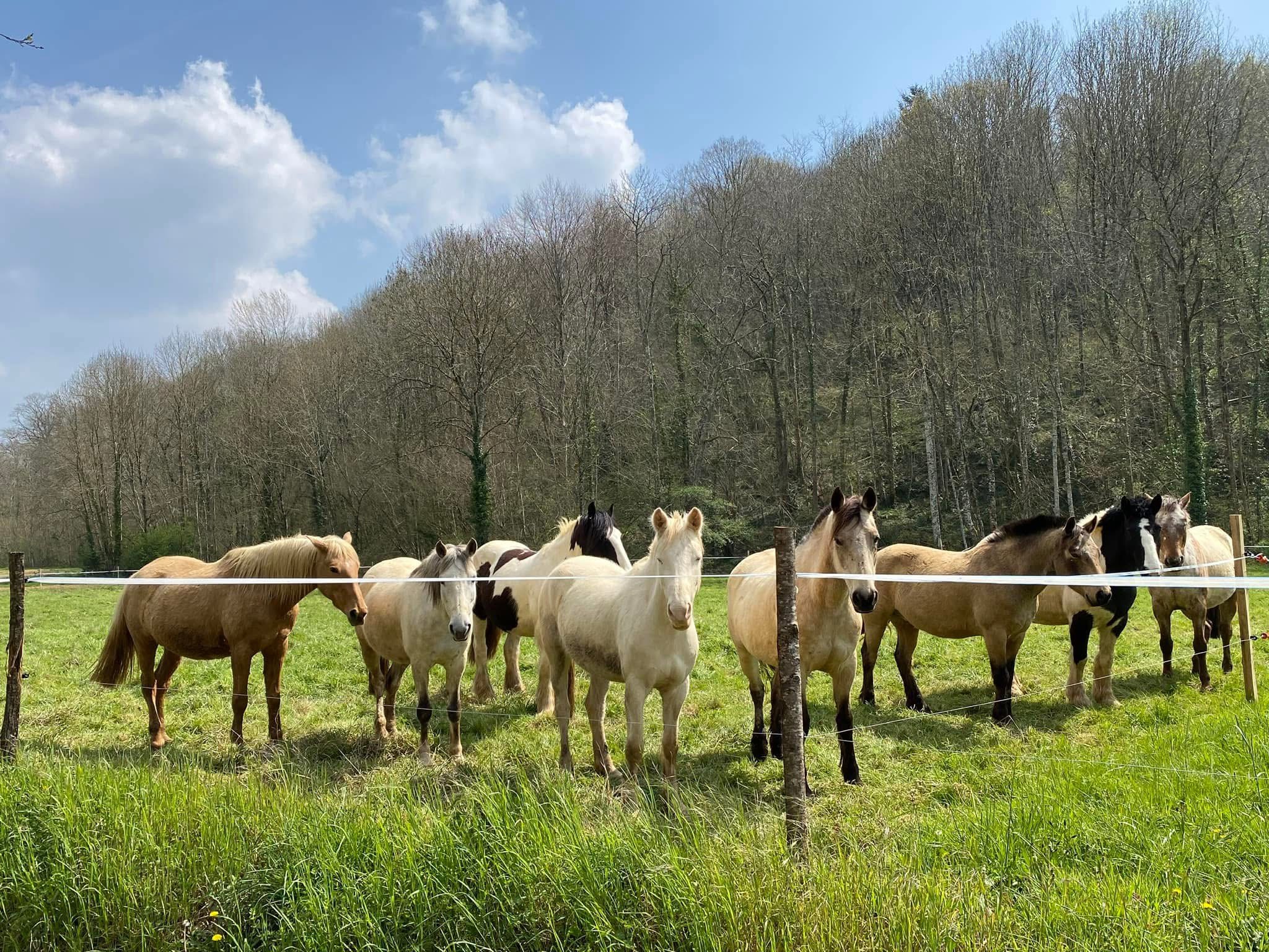Pension chevaux Cla Haras - Centre équestre Tournay